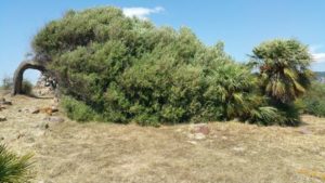 Sardegna. Insediamento fenicio-punico di Monte Sirai. Presso la Casa del Lucernario di talco.'